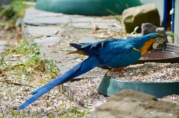 Blue and yellow (Ara ararauna) macaw full body.