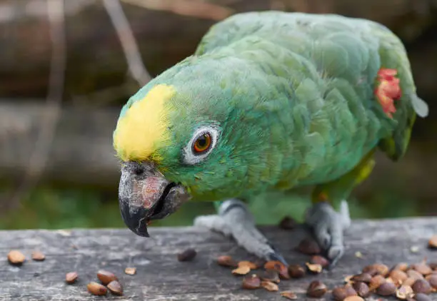 Portrait of rose ringed parakeet (Psittacula krameri)when he is eating, close up.