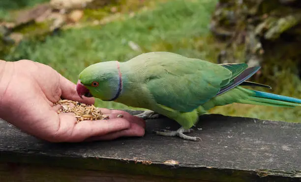 Portrait of rose ringed parakeet (Psittacula krameri)when he is eating from hands, close up.