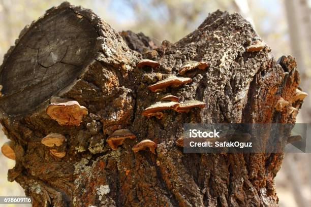 Big Mushroom On Tree Stock Photo - Download Image Now - Abstract, Beauty In Nature, Biology