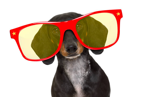 istock happy  birthday party dog 698611456