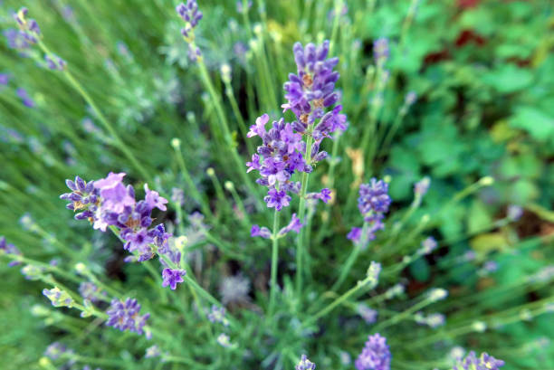 istock Lavender Plant and Flowers 698615166