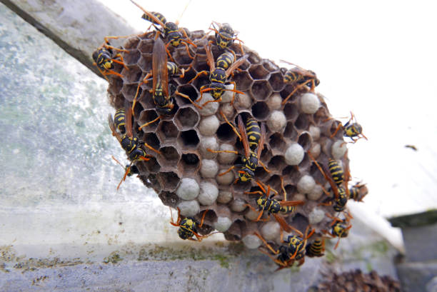 istock Wasp Nest and Wasps 698615326