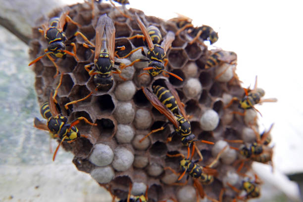 istock Wasp Nest and Wasps 698615348