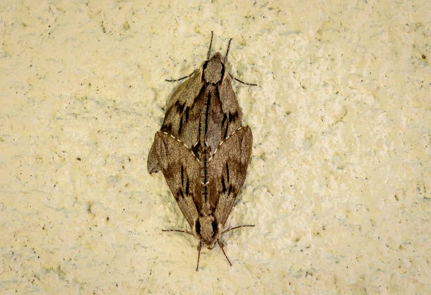 istock Two butterflies or moths mate on concrete wall background. 698628448