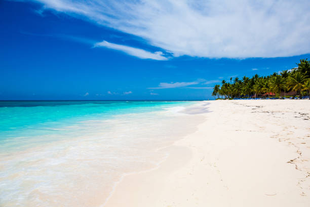 istock caribbean sea and palms 698629054