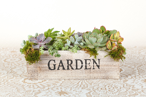 Succulent plants arrangement in a wooden box “garden”