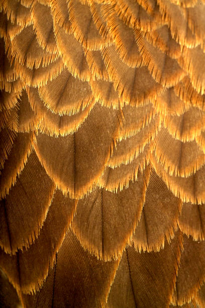 feathers texture bristle animal part photos stock pictures, royalty-free photos & images