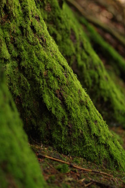 istock very green moss at the foot of a tree 698639884
