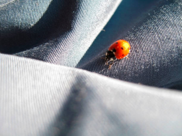 istock Ladybug walking on the jeans. Summertime outdoor 698640076
