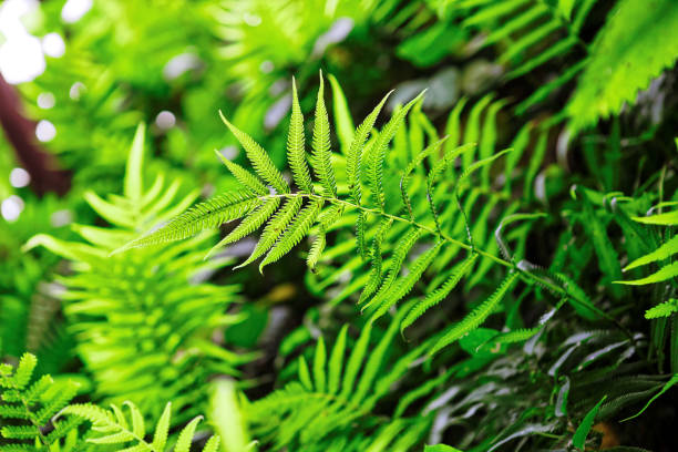istock Fern shrubs in rainforest - Pteridium aquilinum. Filtered image: cross processed effect. 698640184