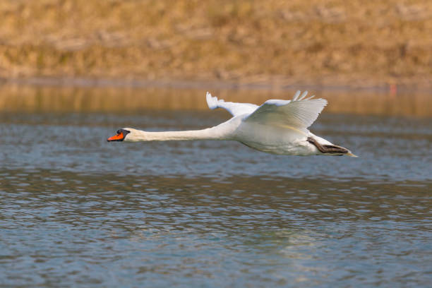 istock natural mute swan (cygnus olor) during flight over water surface 698640206