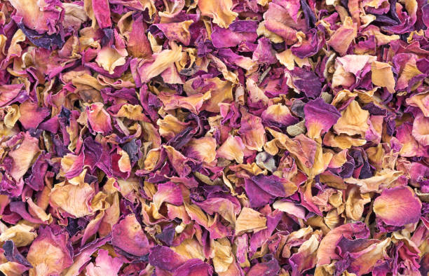 istock Red rosebuds and petals crushed 698640582