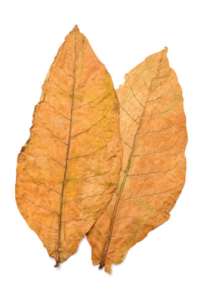istock Dry leaf tobacco closeup on the white background 698640614