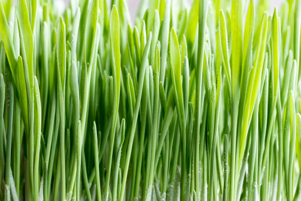 hierba de cebada verde joven - barley grass fotos fotografías e imágenes de stock
