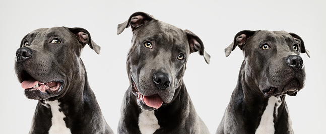 Portrait of three cute american pitbull dogs looking at camera with different expressions. Horizontal portrait of black dogs posing against gray background. Studio photography from a DSLR camera. Sharp focus on eyes.