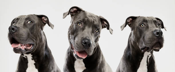 Three pit bull dogs Portrait of three cute american pitbull dogs looking at camera with different expressions. Horizontal portrait of black dogs posing against gray background. Studio photography from a DSLR camera. Sharp focus on eyes. american pit bull terrier stock pictures, royalty-free photos & images
