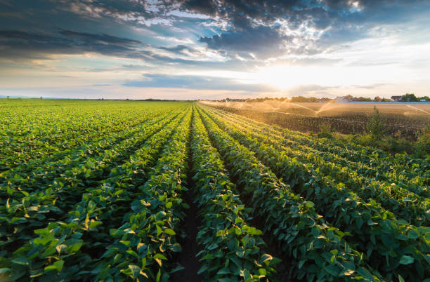 istock Irrigation system watering a crop of soy beans at field 698650726