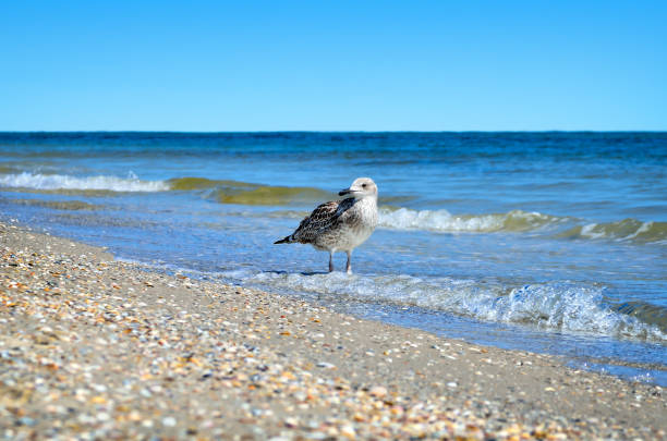 istock Large Black Sea seagulls in the natural habitat 698654380