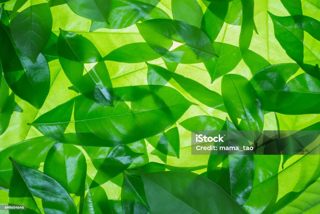 Green Leaves Background Foliate Pattern Stock Photo