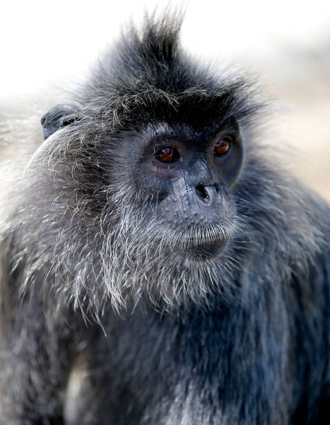 istock A black Monkey is seen at the Bukit Melawati Hill 698654954