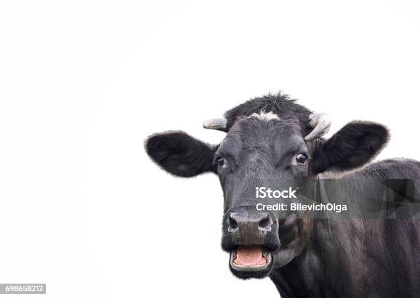 Foto de Vaca Bonita Preta Isolada No Branco e mais fotos de stock de Fêmea de mamífero - Fêmea de mamífero, Gado Doméstico Bovino, Sorrindo