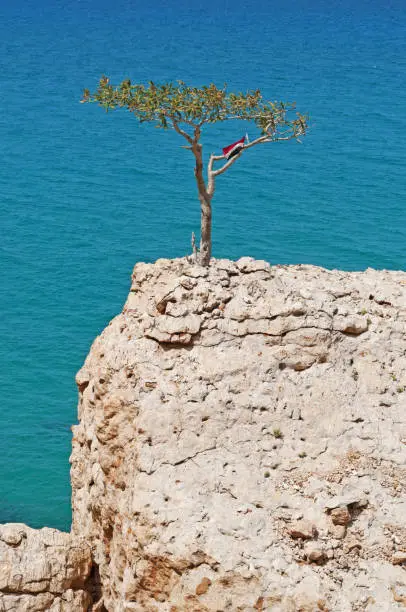 Photo of Socotra: a tree with the Yemenite flag on a cliff and the crystal clear water the island