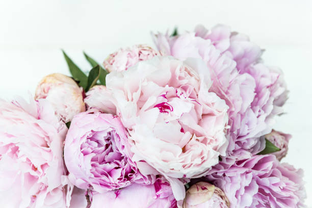 istock Fresh bunch of pink and white peonies 698659662