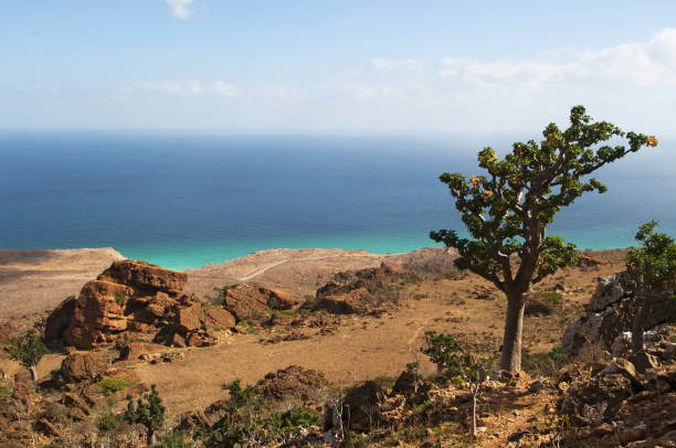 kuvapankkikuvat ja rojaltivapaat kuvat aiheesta socotra: henkeäsalpaava näkymä arabianmerelle ja pullopuille, jotka näkyvät hoqin luolan vuoren yläosasta, joka on yksi saaren kiehtovimmista paikoista - socotra dragon tree