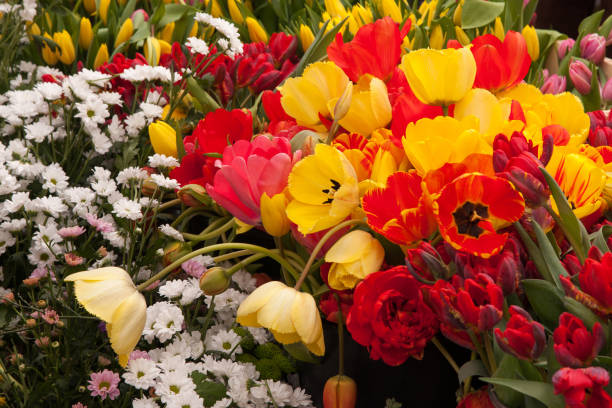 istock Tulips on display at the farmers market 698666466