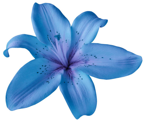 istock Blue  lily flower on isolated white background with clipping path. Closeup.  no shadows.  For design.  Nature. 698667258