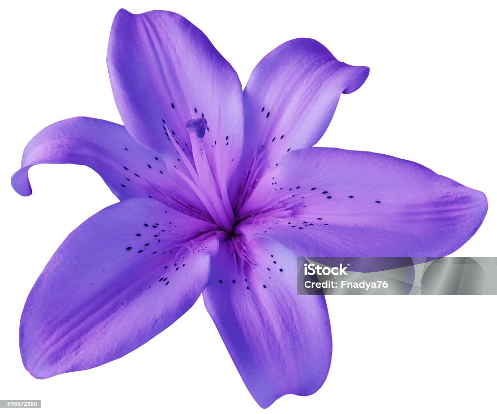 Purple Lily Flower On Isolated White Background With Clipping Path ...