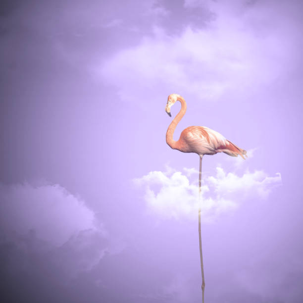 istock Pink Flamingo on a Cloud - Phoenicopterus roseus 698672700