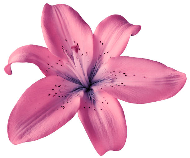 Pink Lily Flower On Isolated White Background With Clipping Path