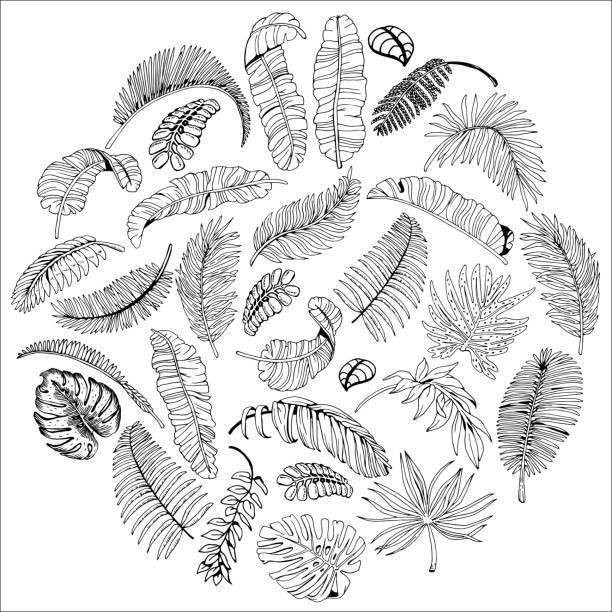 illustrazioni stock, clip art, cartoni animati e icone di tendenza di foglie di palma esotiche in cerchio. sfondo foglie tropicali. illustrazione disegnata a mano. - tropical rainforest tropical climate flower frame