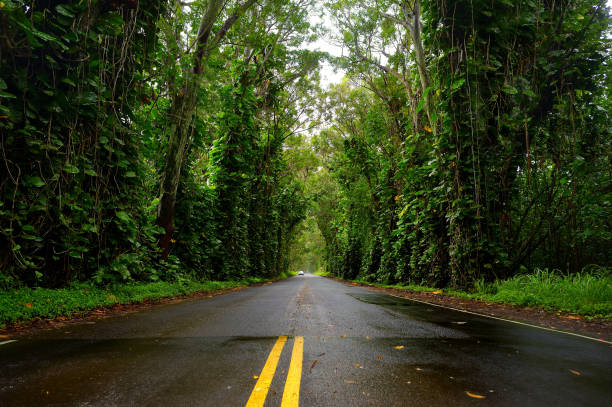 istock Eucalyptus tree tunnel near Koloa Town on Kauai 698678014
