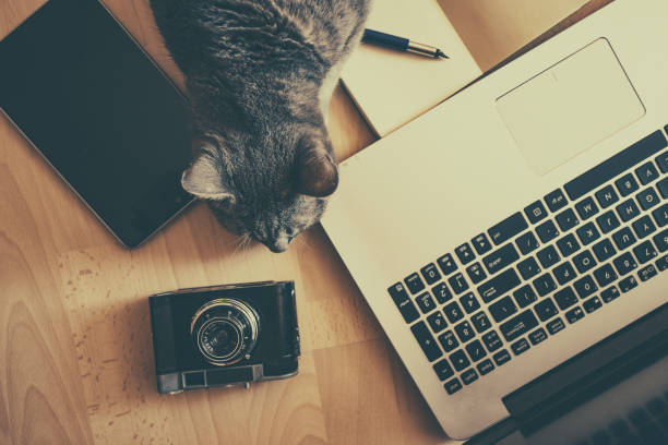 istock Relaxing work concept or lazy worker concept: cat with modern devices near(retro filter) 698688626