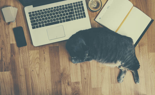 istock Lazy on work concept(retro look) - cat near a laptop and office tools 698689348