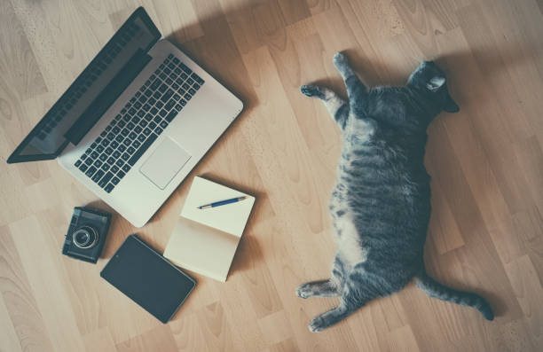 istock Lazy on work concept(retro look) - cat near a laptop and office tools 698689662
