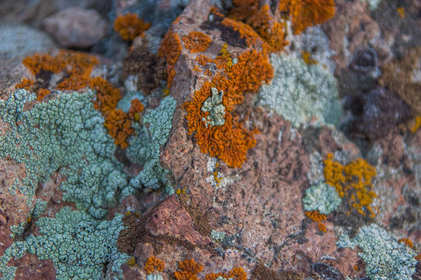 istock Stone texture. Rock natural background close up 698690178