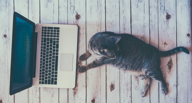 istock Lazy on work concept(retro look) - cat near a laptop and office tools 698697728
