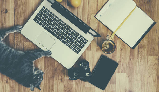 istock Relaxing work concept or lazy worker concept: cat with modern devices near(retro filter) 698697914