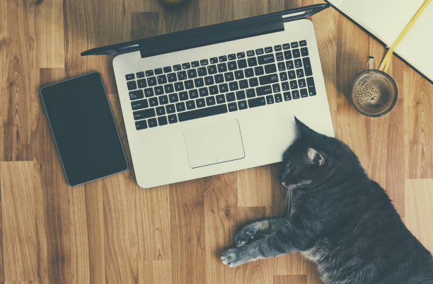 istock Lazy on work concept(retro look) - cat near a laptop and office tools 698703188