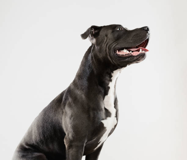 Beautiful pit bull dog sitting portrait Portrait of a cute american pitbull dog waiting and sitting. Square portrait of black american stafford dog sitting with obedience against white background. Studio photography from a DSLR camera. Sharp focus on eyes. huge black dog stock pictures, royalty-free photos & images