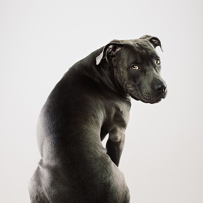 Portrait of a cute american pitbull dog sitting and looking over shoulder. Square portrait of black american stafford dog sitting with obedience against white background. Studio photography from a DSLR camera. Sharp focus on eyes.