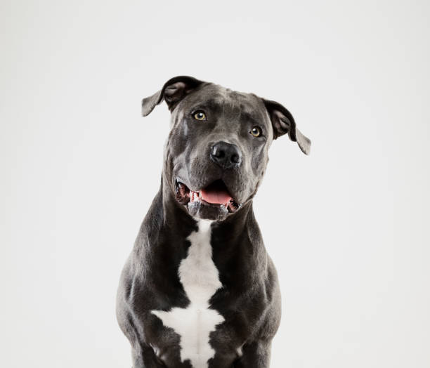 istock Black pit bull dog listening portrait 698704266