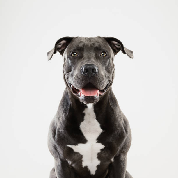 Black pit bull dog sitting portrait Portrait of a cute american pitbull dog looking at camera and sitting. Square portrait of black american stafford dog posing against white background. Studio photography from a DSLR camera. Sharp focus on eyes. american pit bull terrier stock pictures, royalty-free photos & images