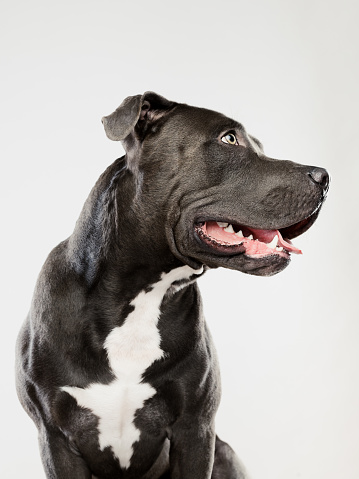 Portrait of a cute american pitbull dog looking away and sitting. Vertical portrait of black american stafford dog posing against white background. Studio photography from a DSLR camera. Sharp focus on eyes.