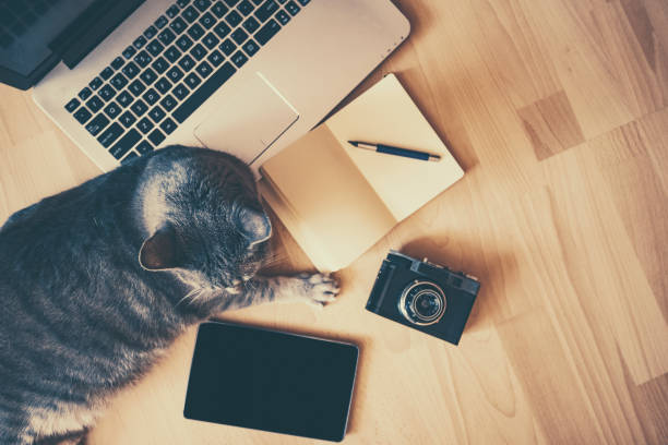 istock Relaxing work concept or lazy worker concept: cat with modern devices near(retro filter) 698704940