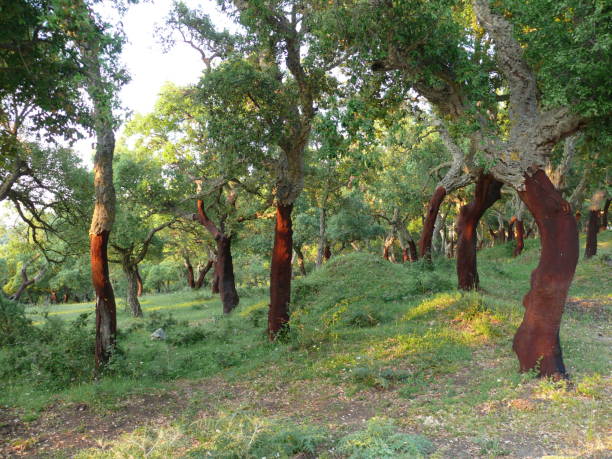 istock The forest of cork trees 698706448